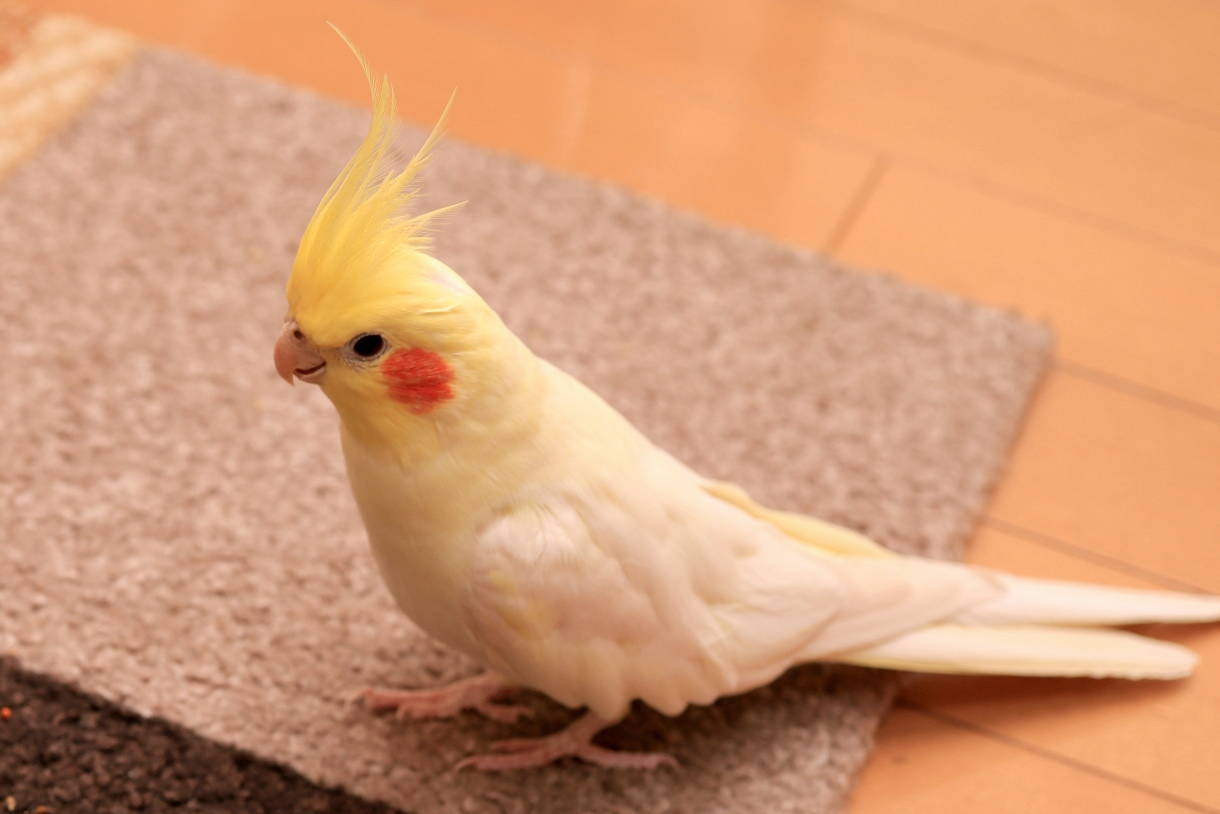 オカメインコ