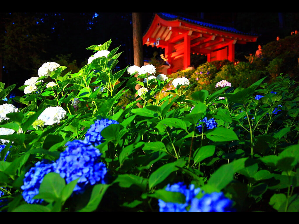 三室戸寺