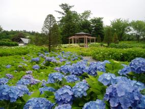 　東山公園　あじさいの社