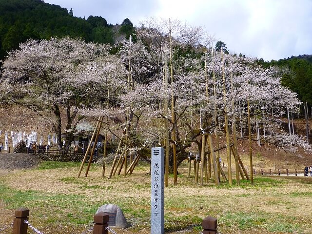 淡墨公園