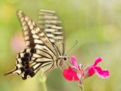 アゲハチョウ