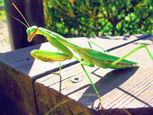 カマキリ