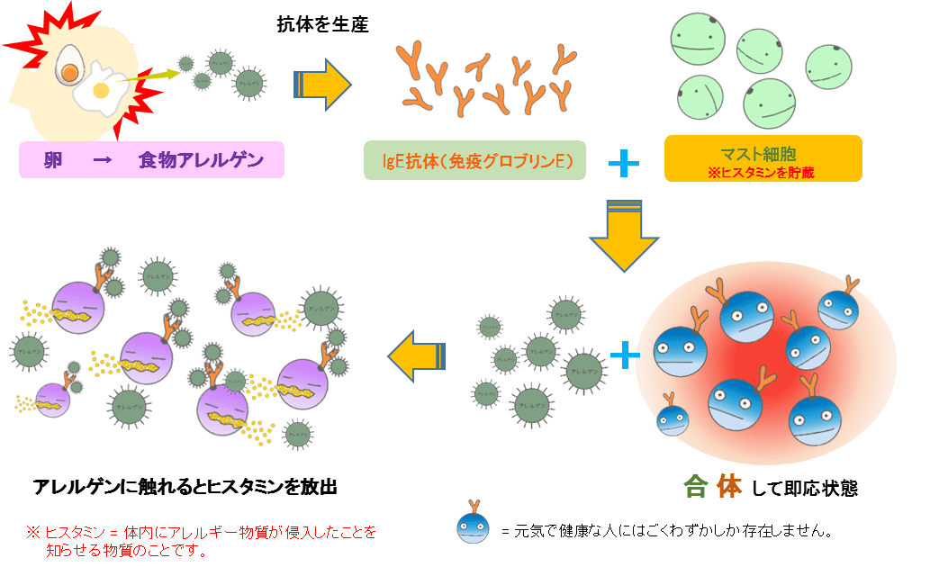 卵の場合のアレルギーの仕組み