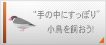 手の中にすっぽり 小鳥を飼おう！