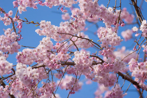 ～春が見頃の花　人気ランキング～